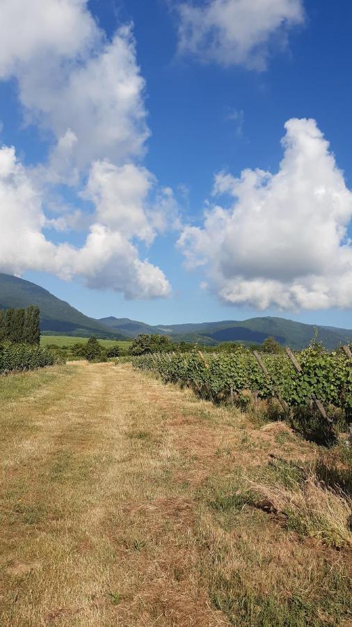 Ravissant Studio Dans Un Cadre Agreable Appartement Soultz-Haut-Rhin Buitenkant foto